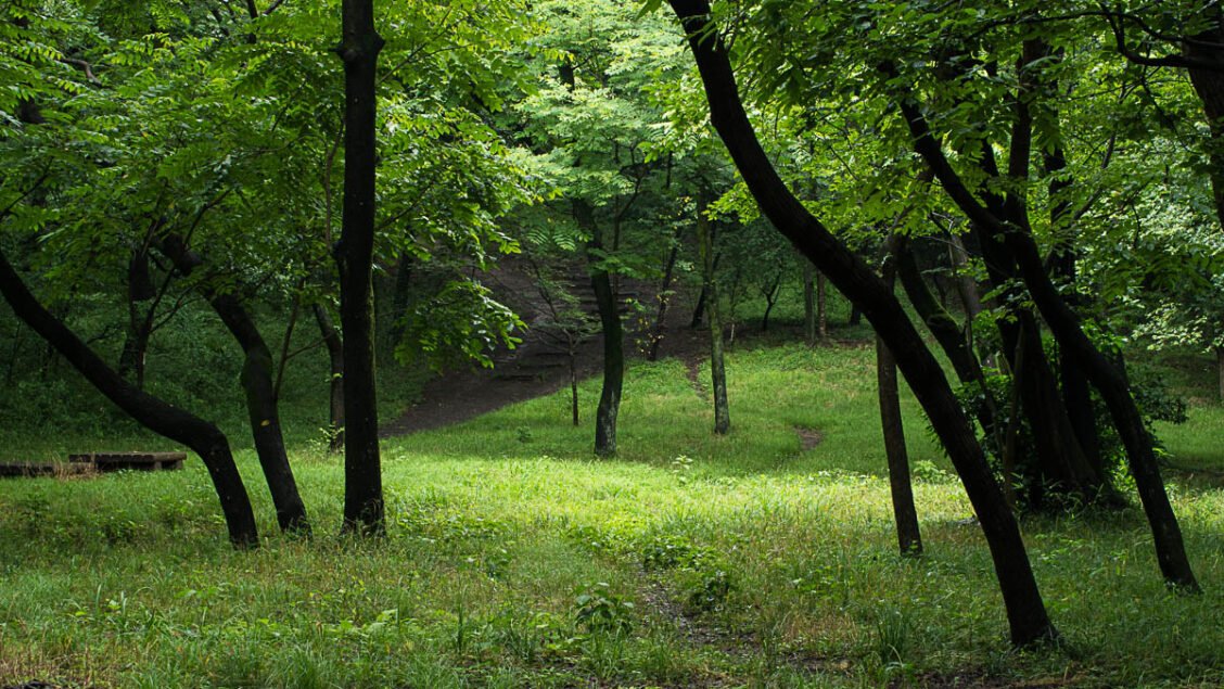 🌳 하치코쿠야마 녹지(八国山緑地) 이미지 8